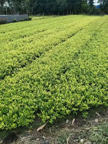 尤尼克斯网球拍手柄尺寸