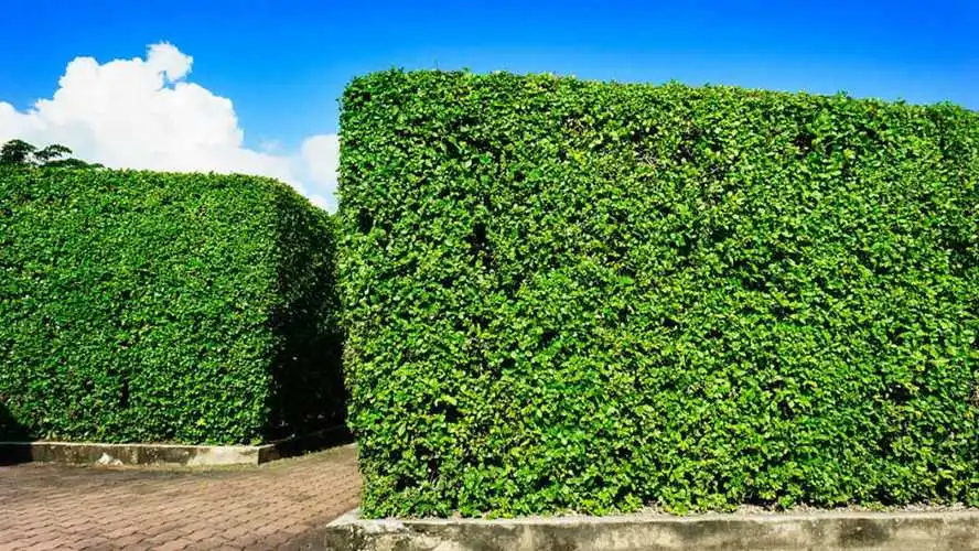 米乐：最贵的量产网球拍是哪款